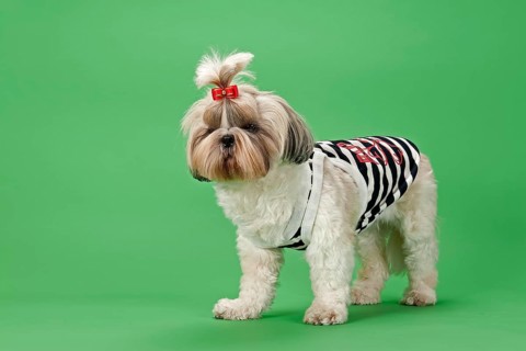 Shih Tzu dog