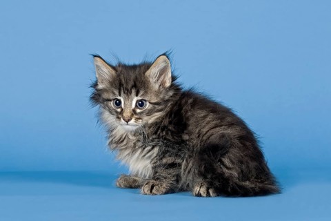 Norwegian Forest Cat