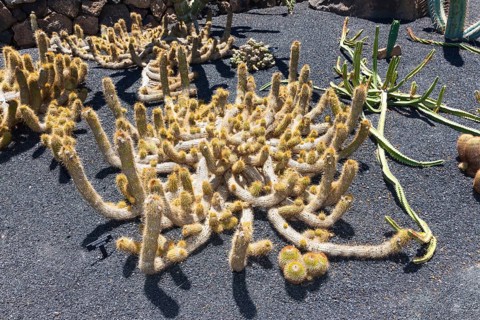 Candelilla cactus (Cleistocactus candelilla)