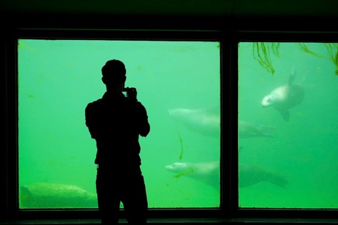 Visitors