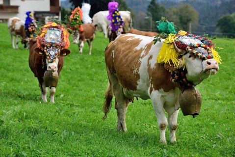 Simmental cattle (Bos primigenius taurus) on pasture after alp returning with traditional headdress