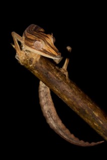 Lined Flat-tail Gecko (Uroplatus lineatus) in the rainforest of Marojejy
