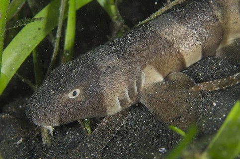 Brown-banded Bamboo Shark (Chiloscyllium punctatum)
