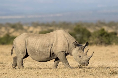 Black Rhinoceros (Diceros bicornis)