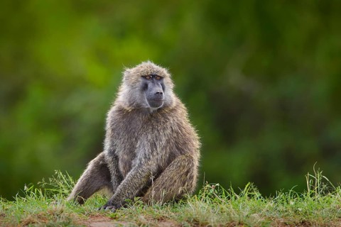 Olive baboon (Papio anubis) sitting in grass