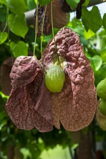 Brazilian Dutchman's Pipe (Aristolochia gigantea)