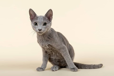 Russian Blue kitten