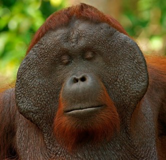 Bornean Orangutan (Pongo pygmaeus)