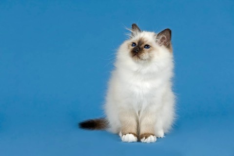 Birman Cat