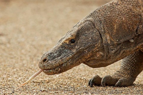 Komodo Dragon (Varanus komodoensis)