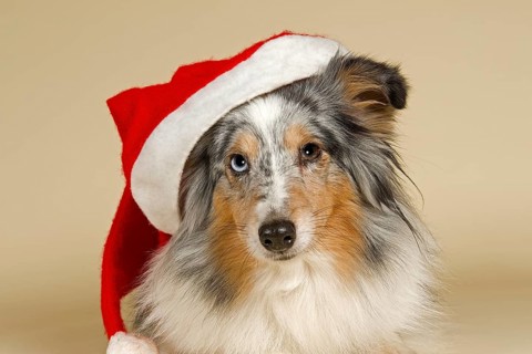 Sheltie wearing a Santa Hat