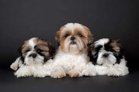 Shih Tzu puppies