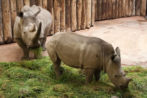 White Rhinoceros (Ceratotherium simum) with young