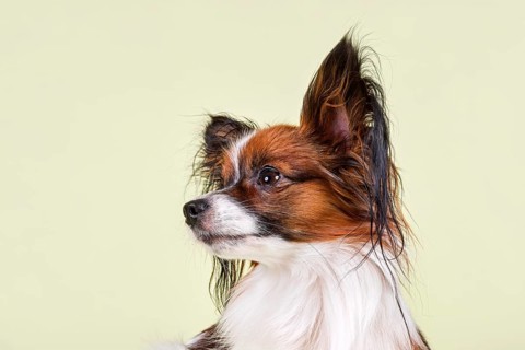 Papillon