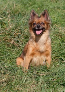Chihuahua-Pomeranian mixed breed