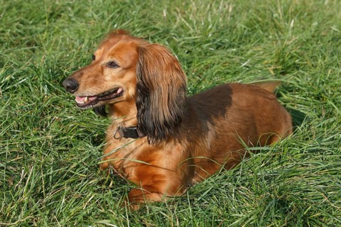 Long-haired dachshund