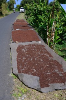 Cloves (Syzygium aromaticum) spread out to dry by the side of the road