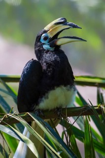Southern Pied-Hornbill (Anthracoceros convexus)