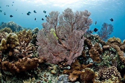 Damselfish (Chromis chromis) in the coral reef off Menjangan