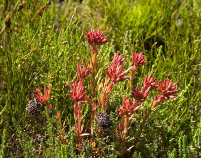 Crassula fascicularis succulent plant