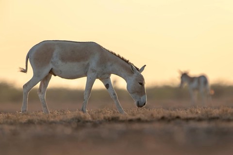 Onager or Asiatic wild ass (Equus hemionus)