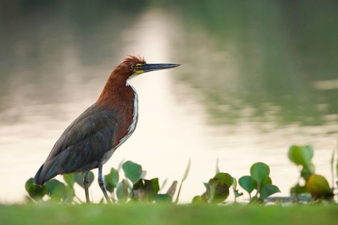 Rufescent tiger heron (Tigrisoma lineatum)