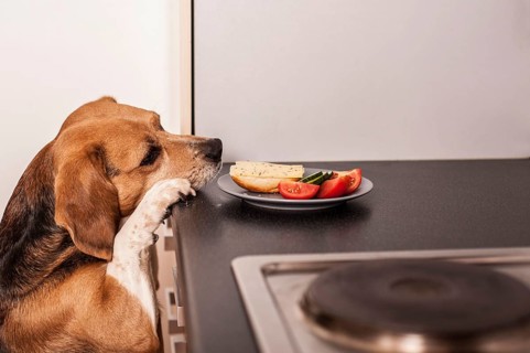 Beagle begging for food in the kitchen