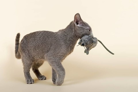Russian Blue kitten