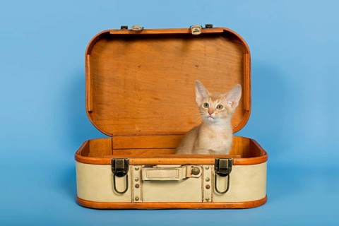 Abyssinian kitten