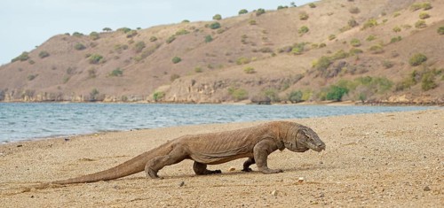 Komodo Dragon (Varanus komodoensis)