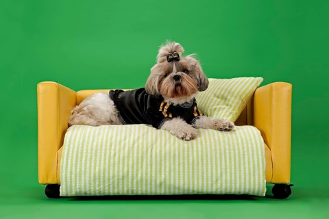 Shih Tzu