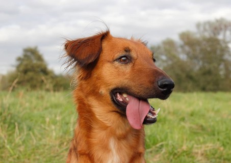 Collie Podenco mix