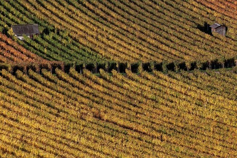 Vineyard in autumn colours