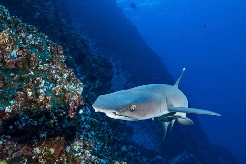 Whitetip Reef Shark (Triaenodon obesus)