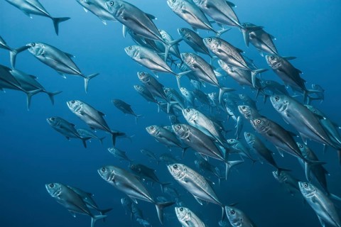 Bigeye trevally (Caranx sexfasciatus) school
