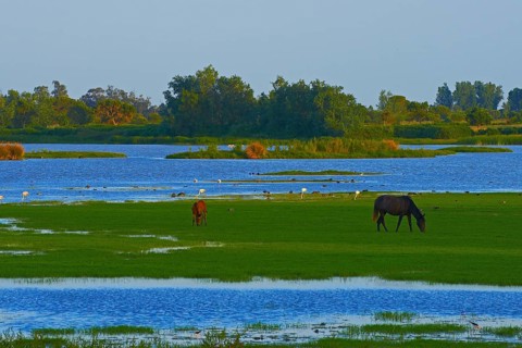 Grazing horses