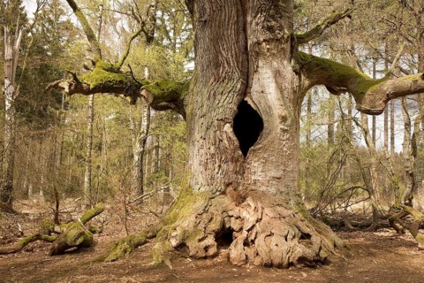 Old oak tree in the Urwald Sababurg primary forest