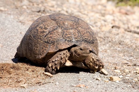 Leopard Tortoise (Stigmochelys pardalis)