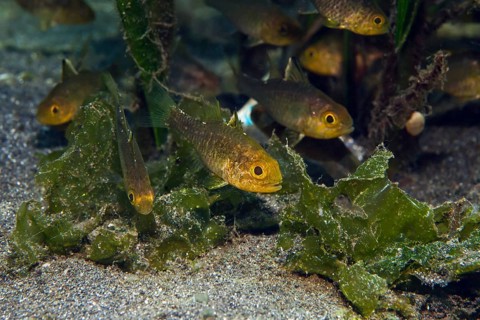 Flagfin Cardinalfish (Apogon hoeveni)