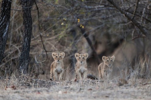 Asiatic lion (Panthera leo persica) cubs