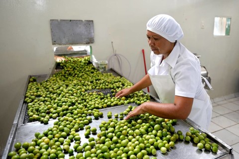 Umbu fruits (Spondias tuberosa) being processed to make jam