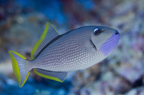 Gilded Triggerfish (Xanthichthys auromarginatus)