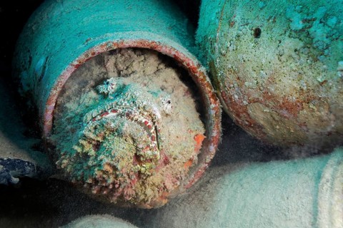 Reef stonefish (Synanceia verrucosa) in amphora