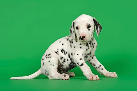 Dalmatian puppy