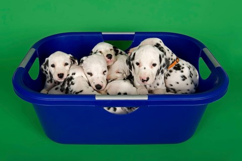 Dalmatian puppies