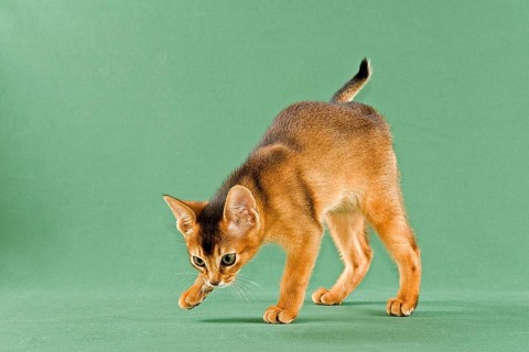 Abyssinian kitten
