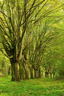 Beeches