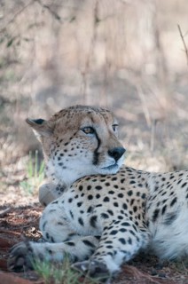 Cheetah (Acinonyx jubatus) with a radio-telemetry transmitter collar resting in the shadow