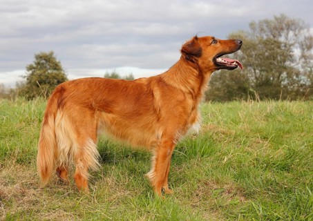 Collie Podenco mix