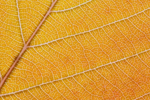 Macro shot of the lamina of a tree leaf